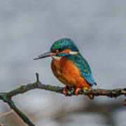 Common Kingfisher, Acedo Atthis, Sits On Tree Branch Watching For Fish Poster