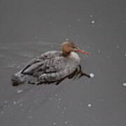 Common Merganser Poster