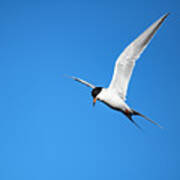 Common Tern - Sterna Hirundo Poster