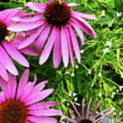 Coneflower And Willowherb Poster