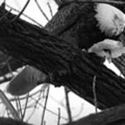 Conowingo Maryland Eagle Lunch Black And White Poster