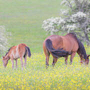Contentment - Mare And Foal In A Meadow Poster
