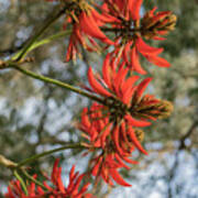 Coral Tree, Erythrina Indica Poster