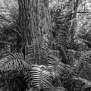 Corkscrew Swamp Ferns And Cypress Poster