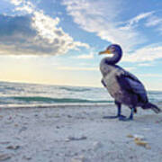 Cormorant Looks To The Sea Poster