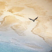 Cormorant Over Sand And Sea Poster