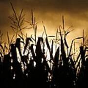 Corn Field Silhouettes Poster