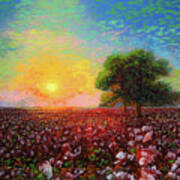 Cotton Field Sunset Poster