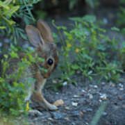 Cottontail Rabbit Grooming In A Garden Poster