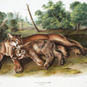 Cougar, Cougars. John Audubon Poster