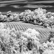 Country Field In Infrared Poster