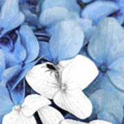 Country Fly Blue Hydrangea Watercolor Poster