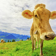 Cow In Mount Rigi Poster