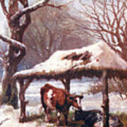 Cow In The Snow Poster