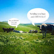 Cows Talking Poster