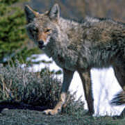 Coyote Stance - Snowcreek Golf Course - Mammoth Lakes - Ca Poster
