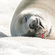 Crabeater Seal Frozen Drool Pile Macro Poster