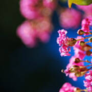 Crepe Myrtle Pink Poster