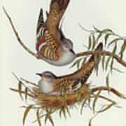 Crested Pigeon, Ocyphaps Lophotes Poster