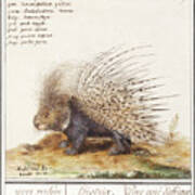 Crested Porcupine, Hystrix Cristata 1596 -1610 By Anselmus Boetius De Boodt Poster