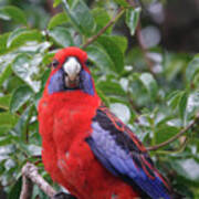 Crimson Rosella Poster