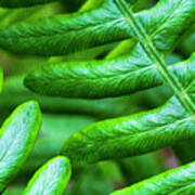 Croatan Forest Fern Poster