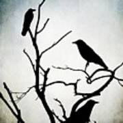 Crow Birds On Trees Bird 90 Poster