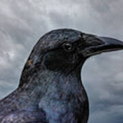 Crow Portrait Poster