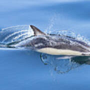 Cruising Dolphin Poster