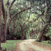 Cumberland Island Georgia Poster