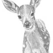 Curious Fawn Poster