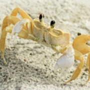 Curious Ghost Crab Poster