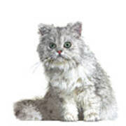 Cute And Cool, Grey British Longhair Cat Poster