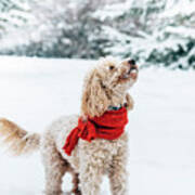Cute Little Dog With Red Scarf Playing In Snow. Poster