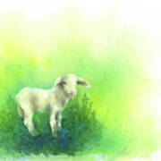 Cute Little Lamb Watercolor Painting Poster