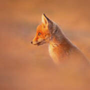 Cute Overload Series - Cute Fox Kit Poster