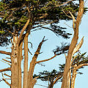 Cypress Trees At Battery Lighthouse Poster