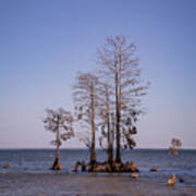 Cypress Trees At Lake Moultrie Poster