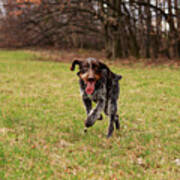 Czech Pointer Enjoys Her Freedom In Wild Nature After Leaves The Yard. Hunting Dog With Funny Expression In Meadow. Poster