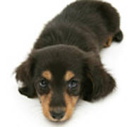 Dachshund Pup Lying With Chin On The Floor Poster