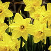 Daffodils In The Spring Garden Poster