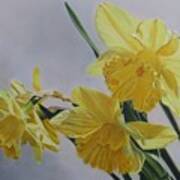 Daffodils Poster