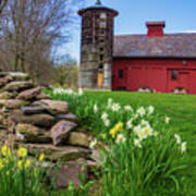 Daffodils Springtime On Vermont Farm Poster