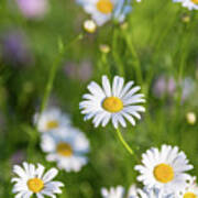 Daisy Flowers In A Field Poster