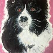 Border Collie Rescued Dog Poster