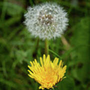 Dandelion Flower Blooming And Overblown Poster