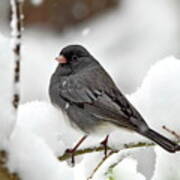 Dark-eyed Junco In Winter Poster