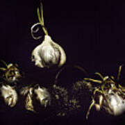 Dark Garlic Still Life Poster