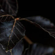 Dark Leaves Poster