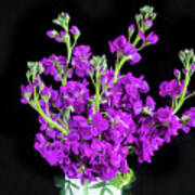 Dark Purple Stock Flowers Matthiola Incana X104 Poster